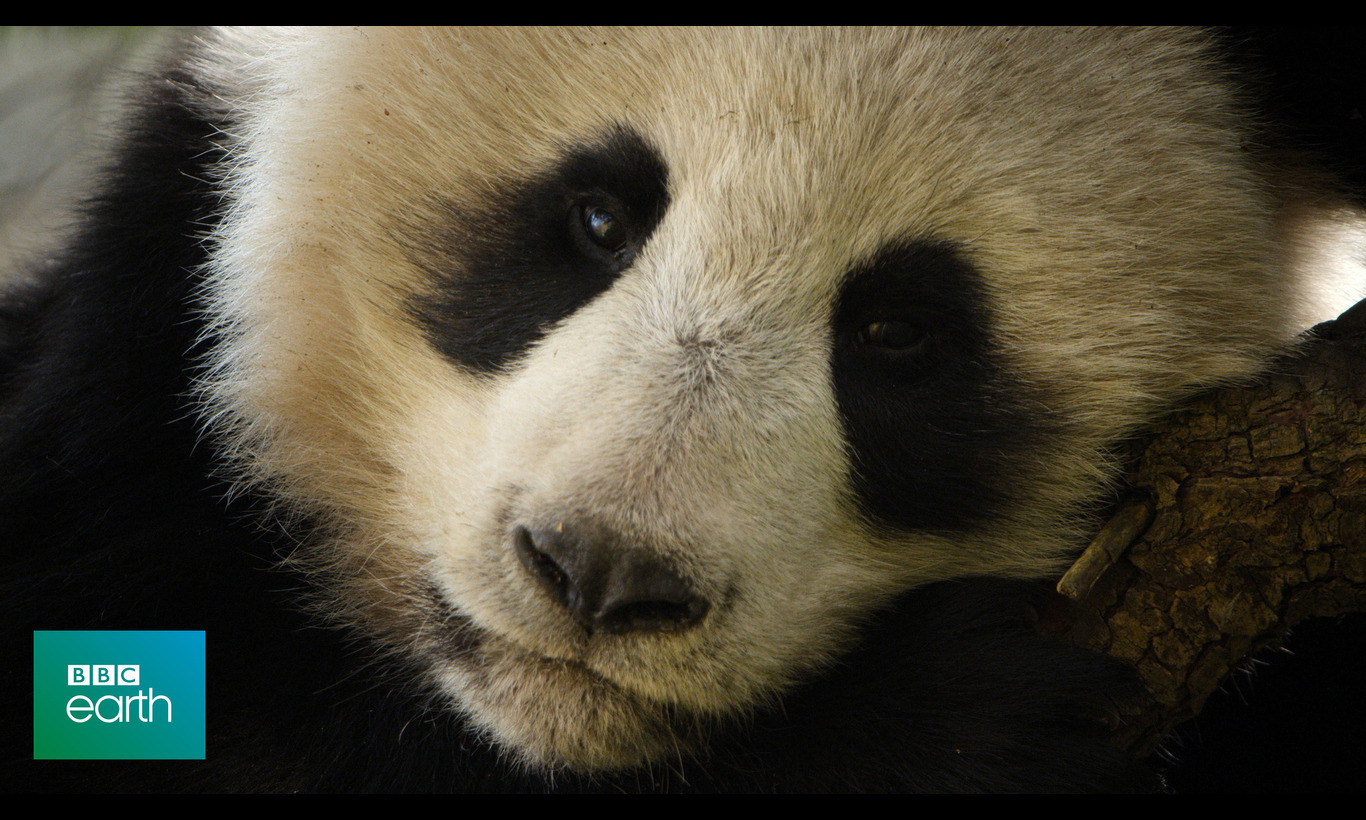 BBC Earth 2022 動物たちの永遠（とわ）の楽園～中国～