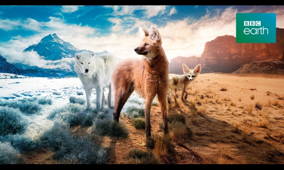 BBC Earth 2023 ドッグ・イン・ザ・ワイルド ～世界のイヌ科動物たち～